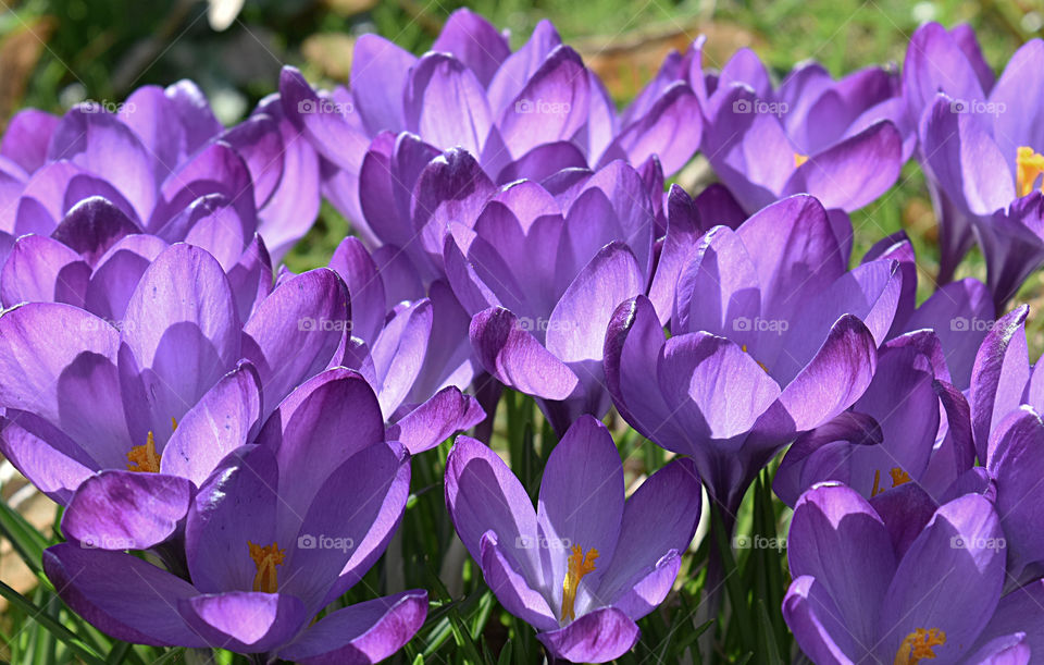 Crocus fields at Luxembourg