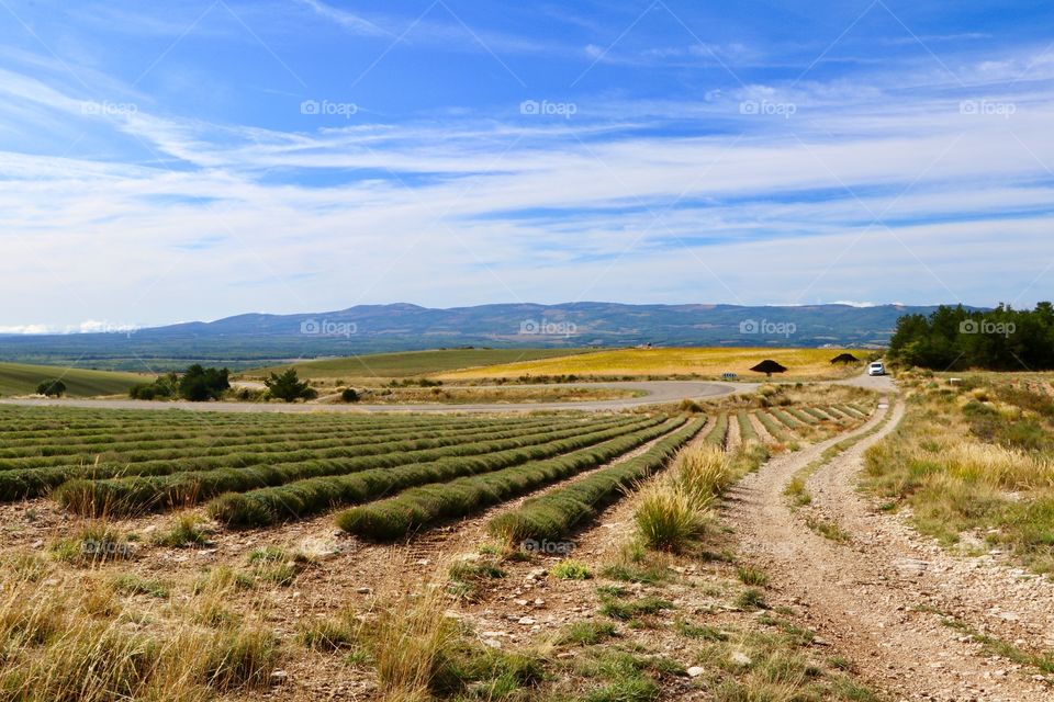 Lavender field