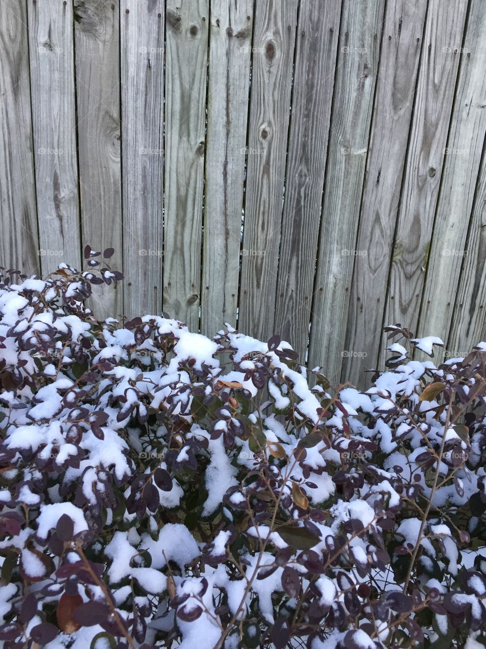 Snow on bushes by the fence.