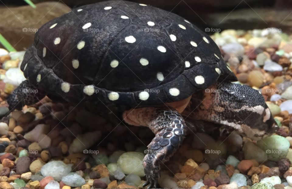 Spotted turtle 