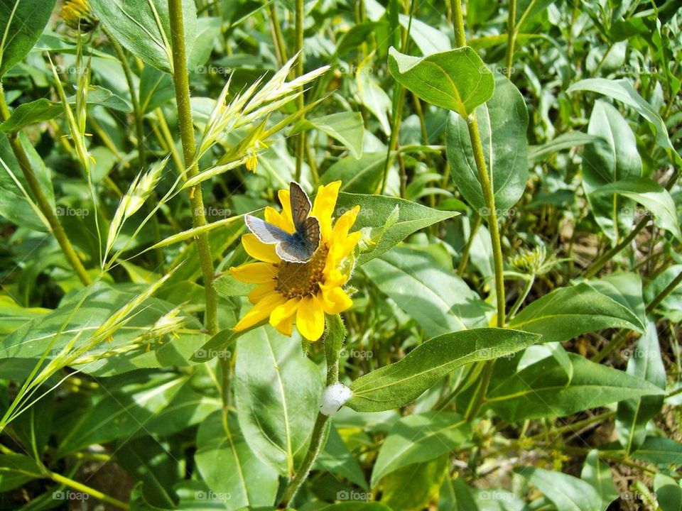 sunflower