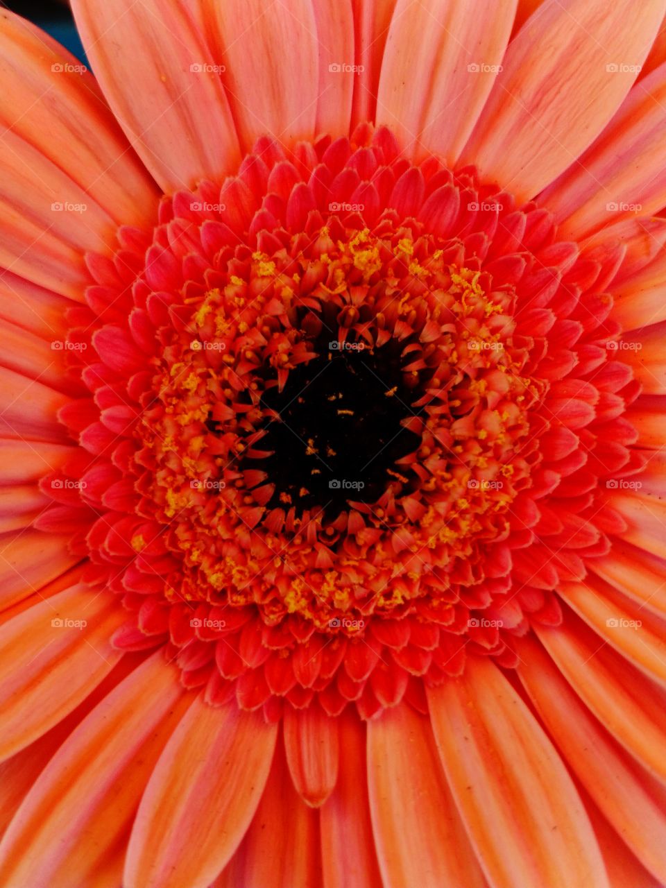 Gerbera's flower