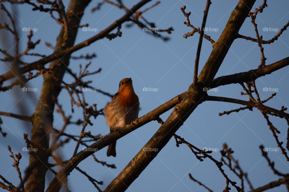 Hübsches Rotkelchen