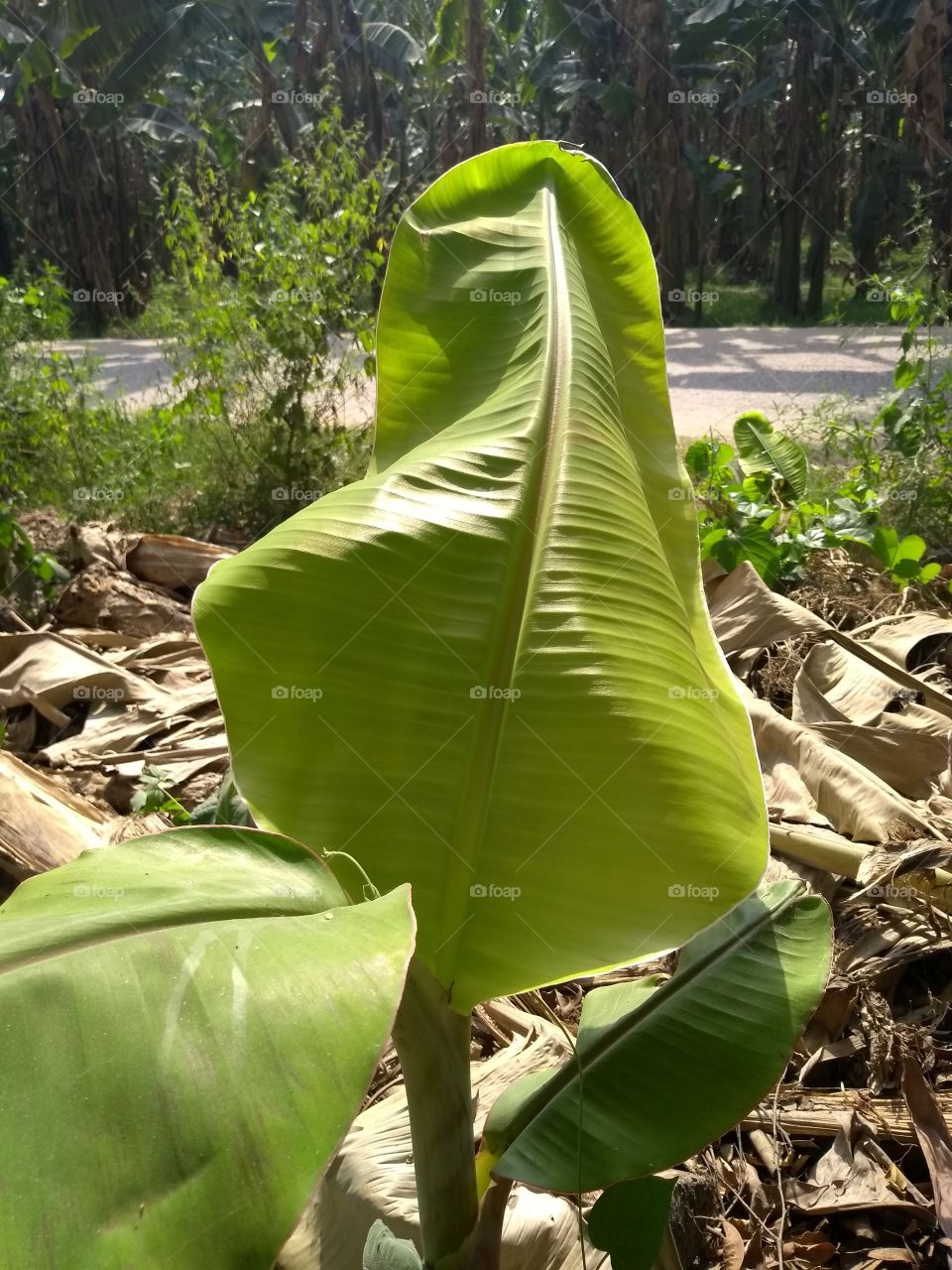 🍌 banana leaf on the rodeside. great look.