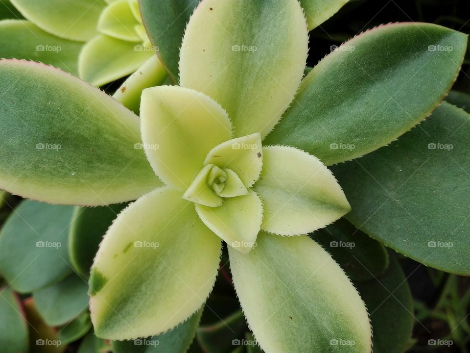 Succulent Closeup