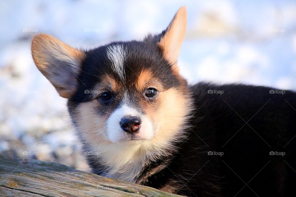 Corgi puppy