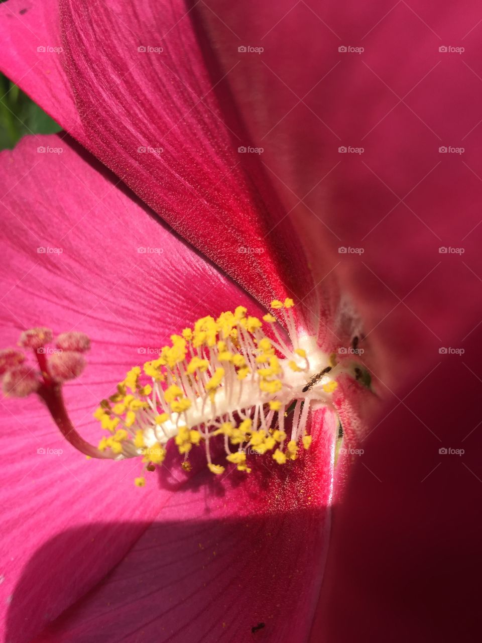 Pink flower close up