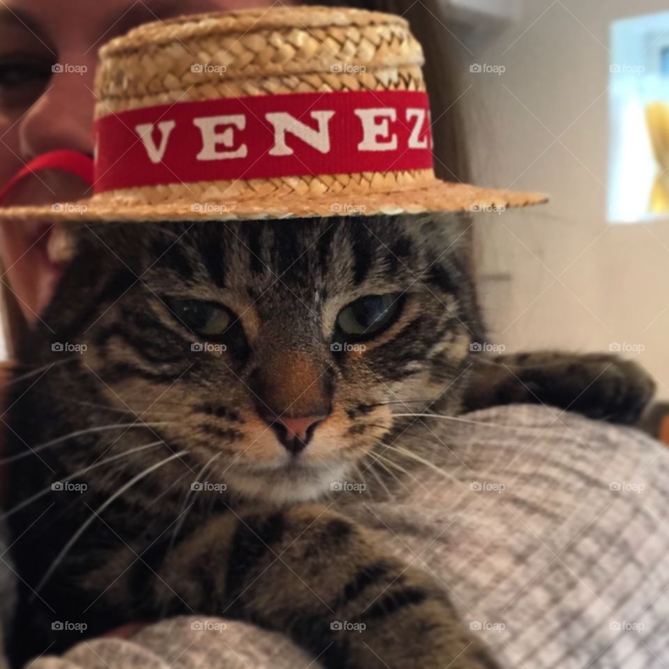 The Venetian Cat