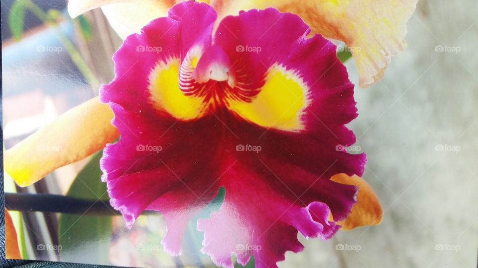 Close-up of bright pink flower