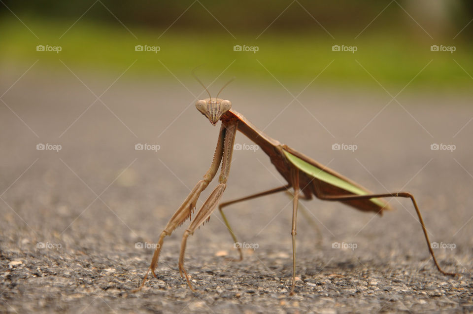 insect bug praying mantis by charles2111