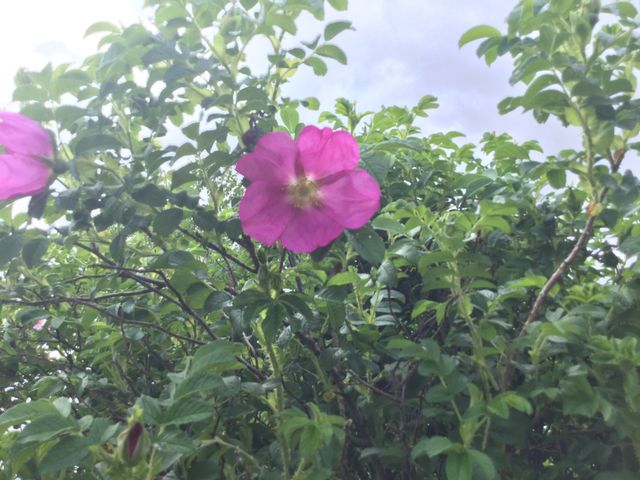 Wild Rose in a Public Garden 