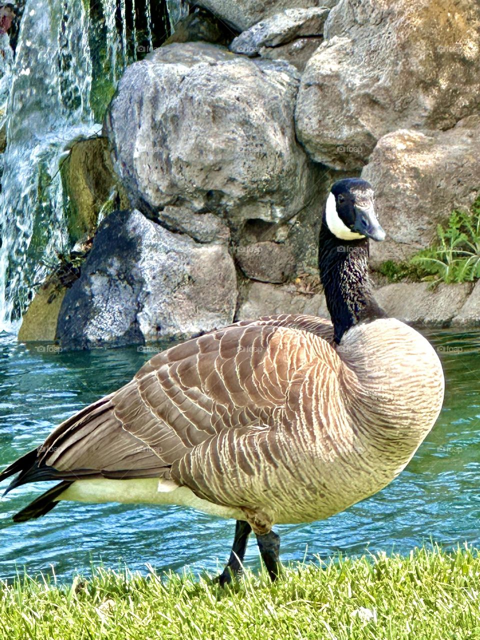 Soaking up the Cali sun! ☀️ A Canadian goose takes a break before its northward migration. Get captivating wildlife photos for your wall.