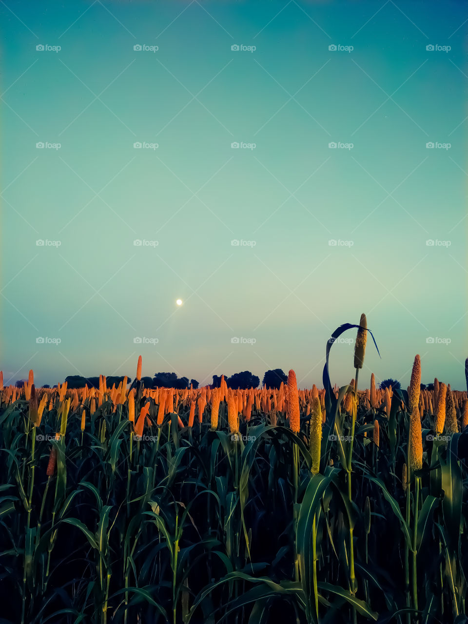 The moon comes in the sky with flowers coming on the ears of millet