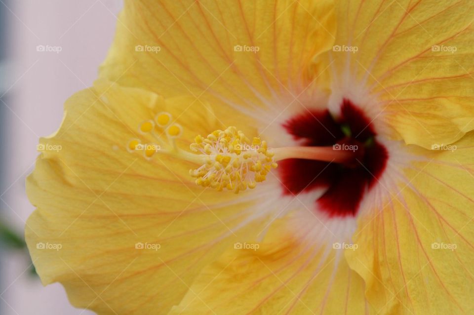 Yellow hibiscus flower close up