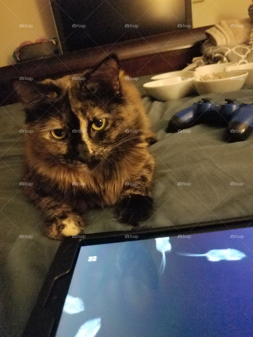 Kitty Simulation App 😅