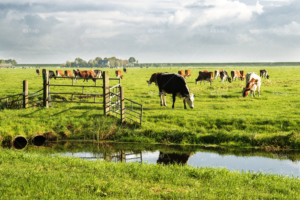 countryside life