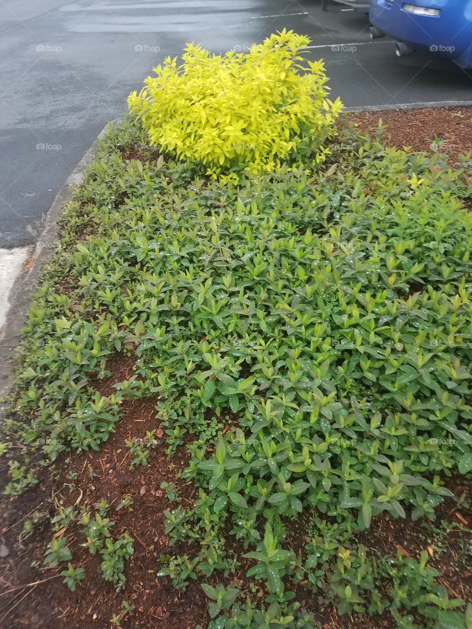 ground cover green