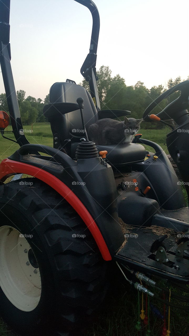 cat on a tractor in the country