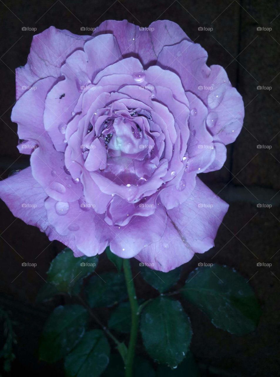 purple rose in garden