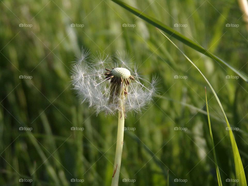 Löwenzahn,fast verblüht