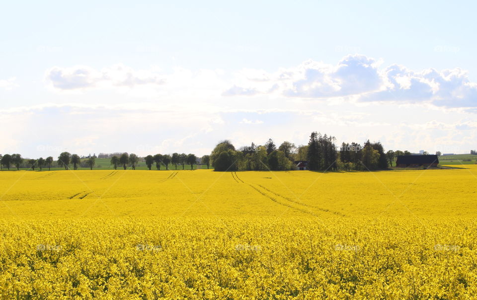 Rapefield blossom countryside, Skåne, Sweden landscape spring