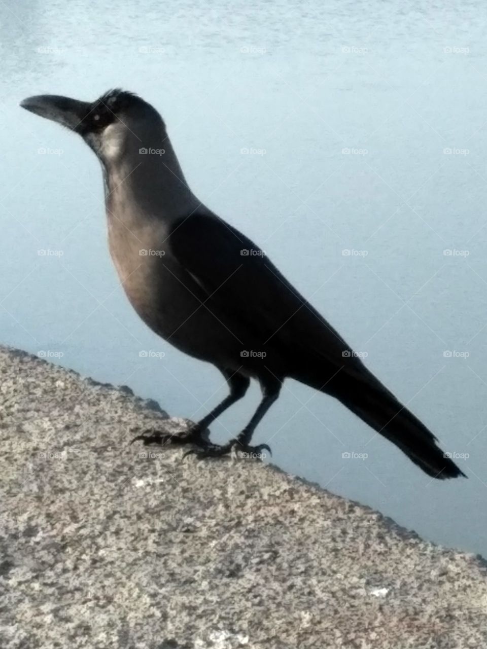 crow find food