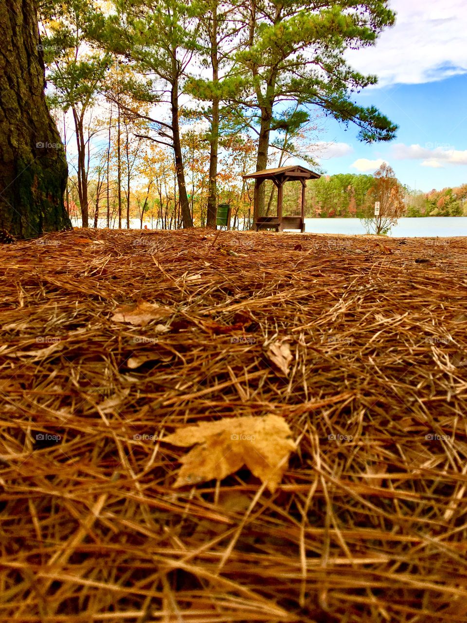 Pine straw and leaves at the lake