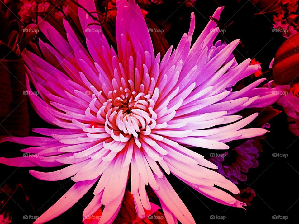 Chrysanthemum