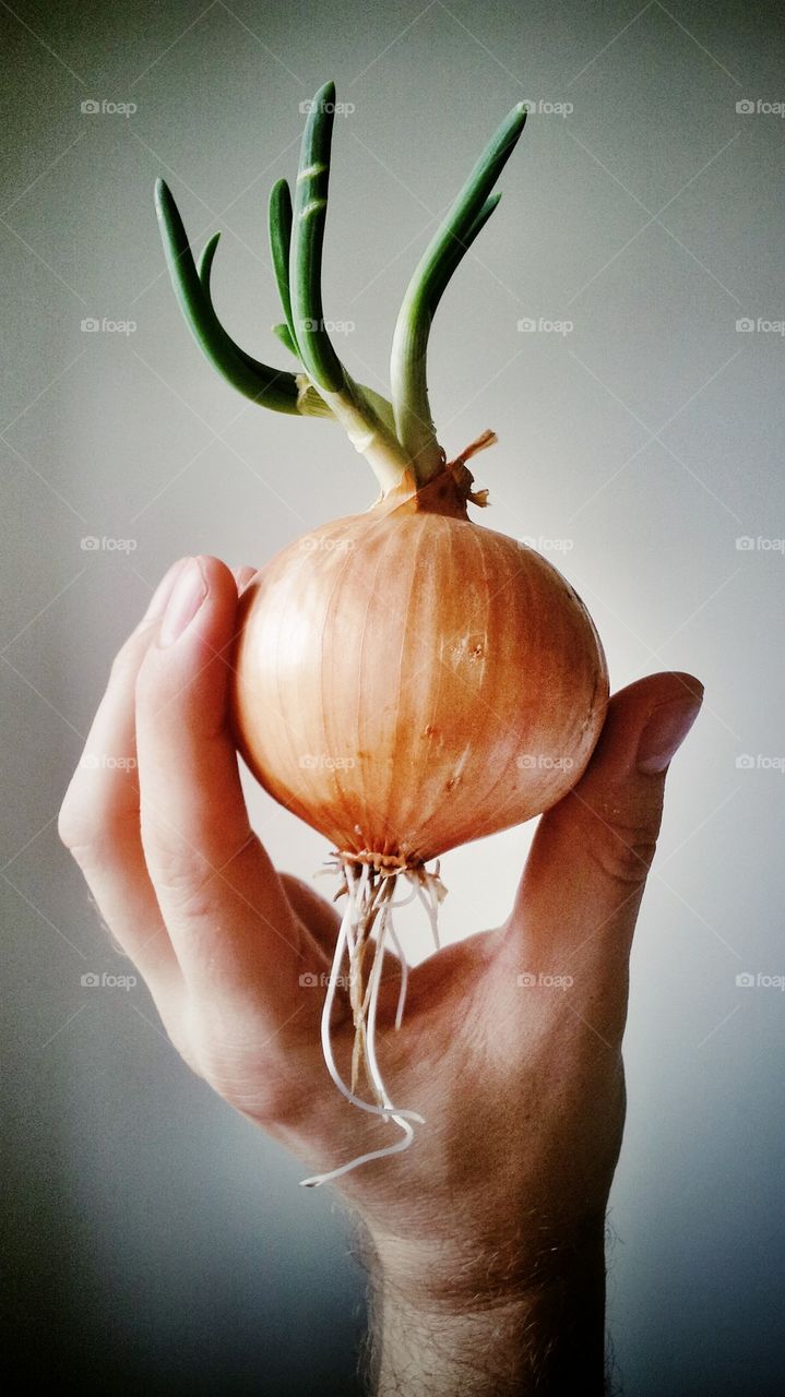 Sprouting onion