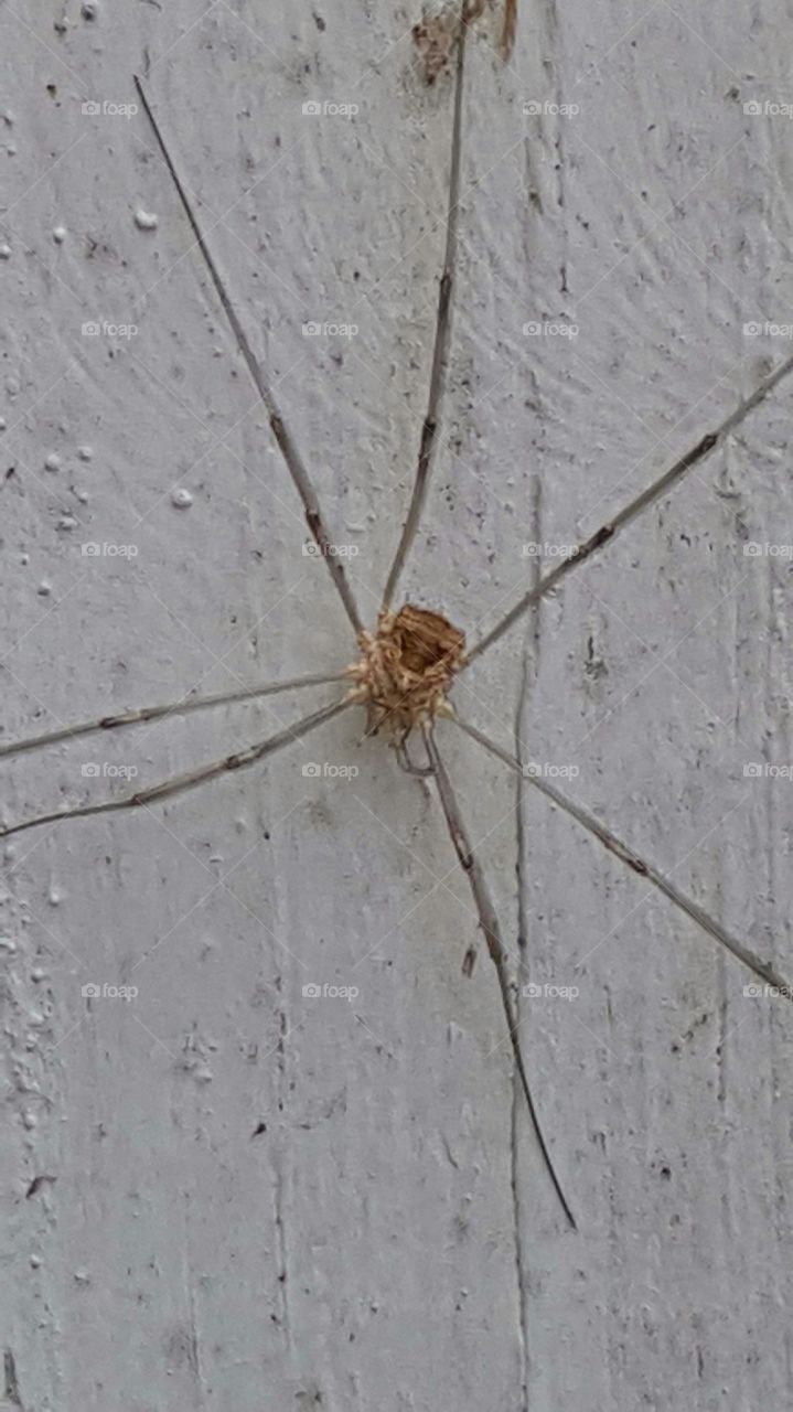 Daddy Long Spider Missing A Leg