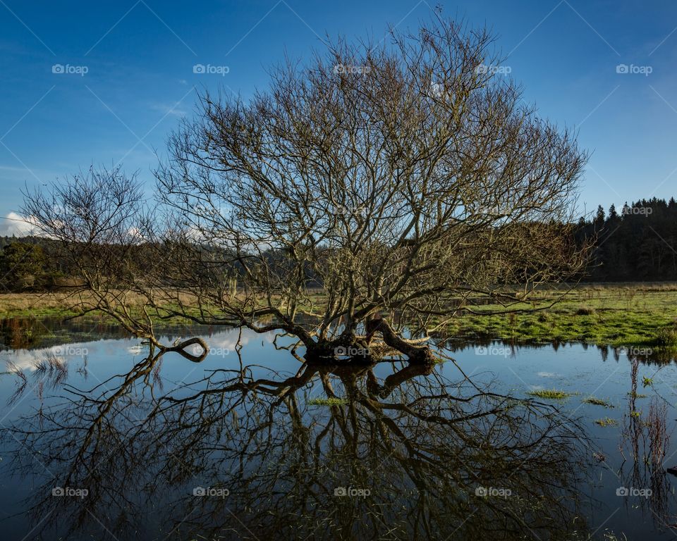 Reflection of bare tree on lake