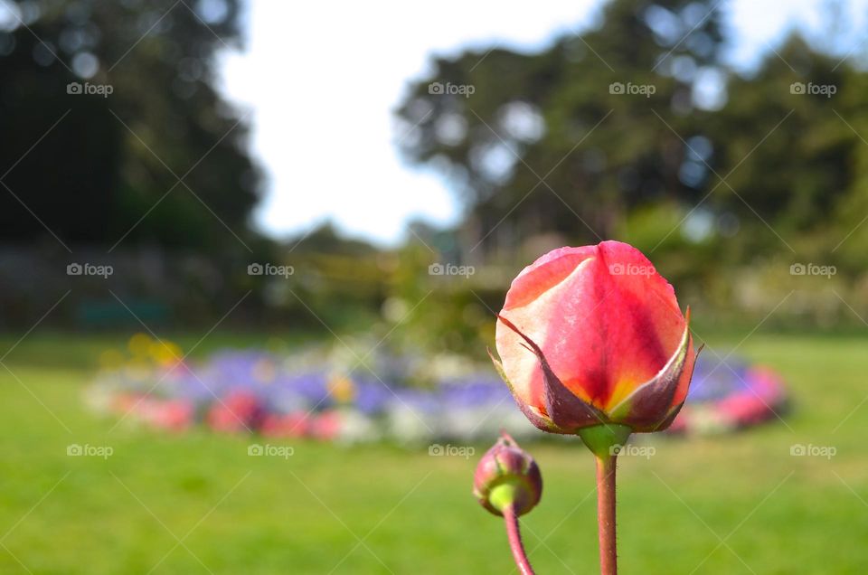 A beautiful rose and colorful flowers