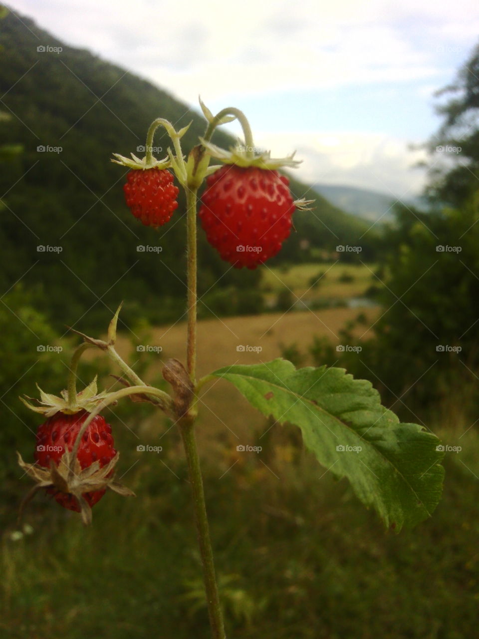 pure organic wild forest strawberrys