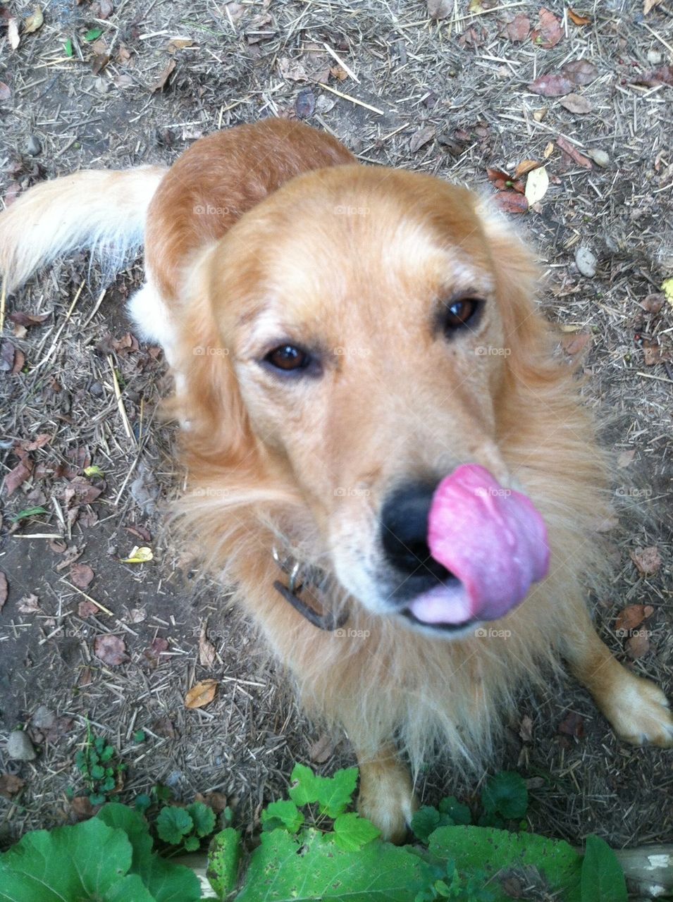 Dogie tongue  