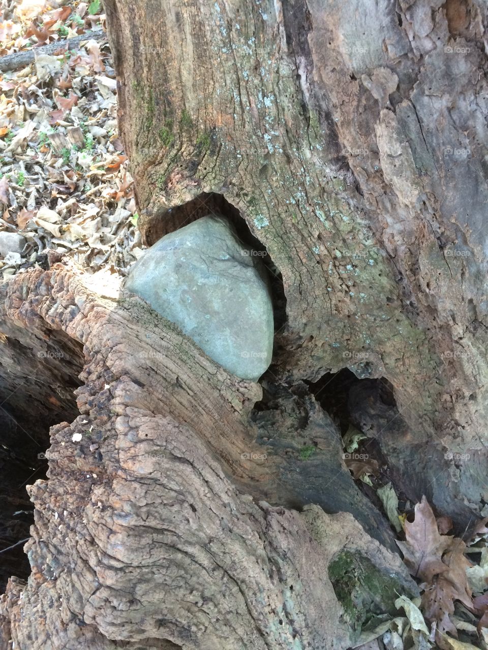 This sapling grew around this rock many years ago. Now it is returning it back to its original resting place.