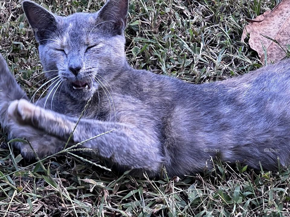 Calico being really silly.