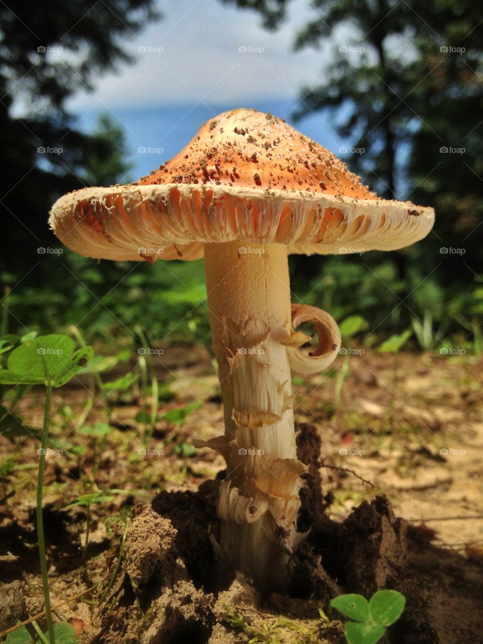 Grand Mushroom