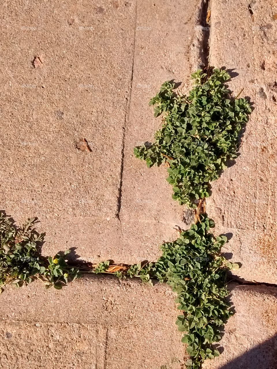 up through the sidewalk