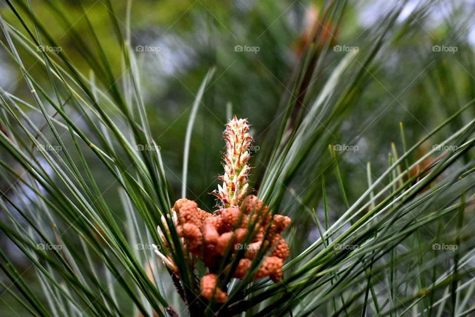 Pines of Spring