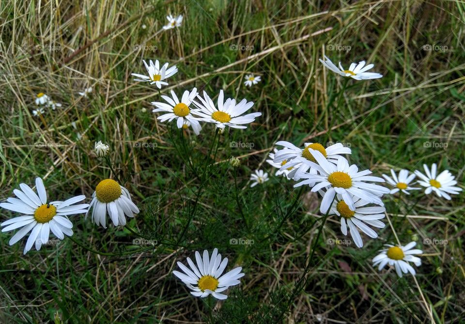 wild camomiles flowers in the grass summer time