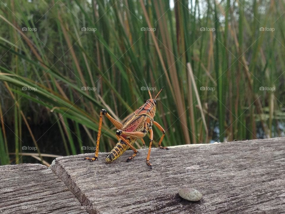 American Grasshopper 