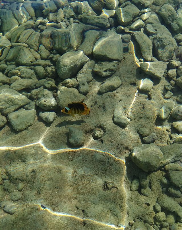 fish
