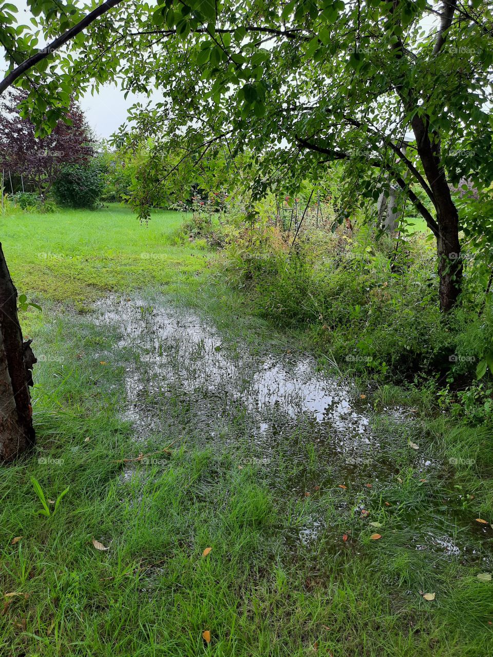 puddle in the garden after rain