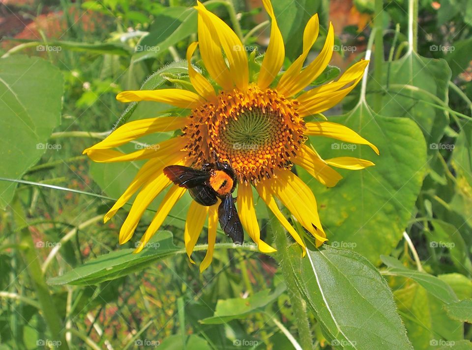 Bumblebee on sunflower