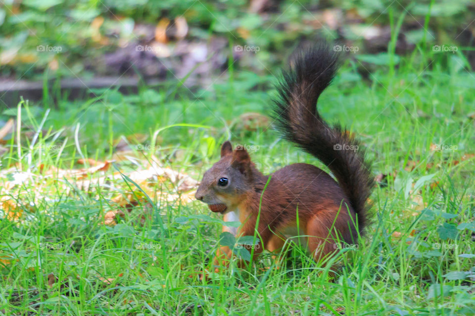 squirrel in the woods