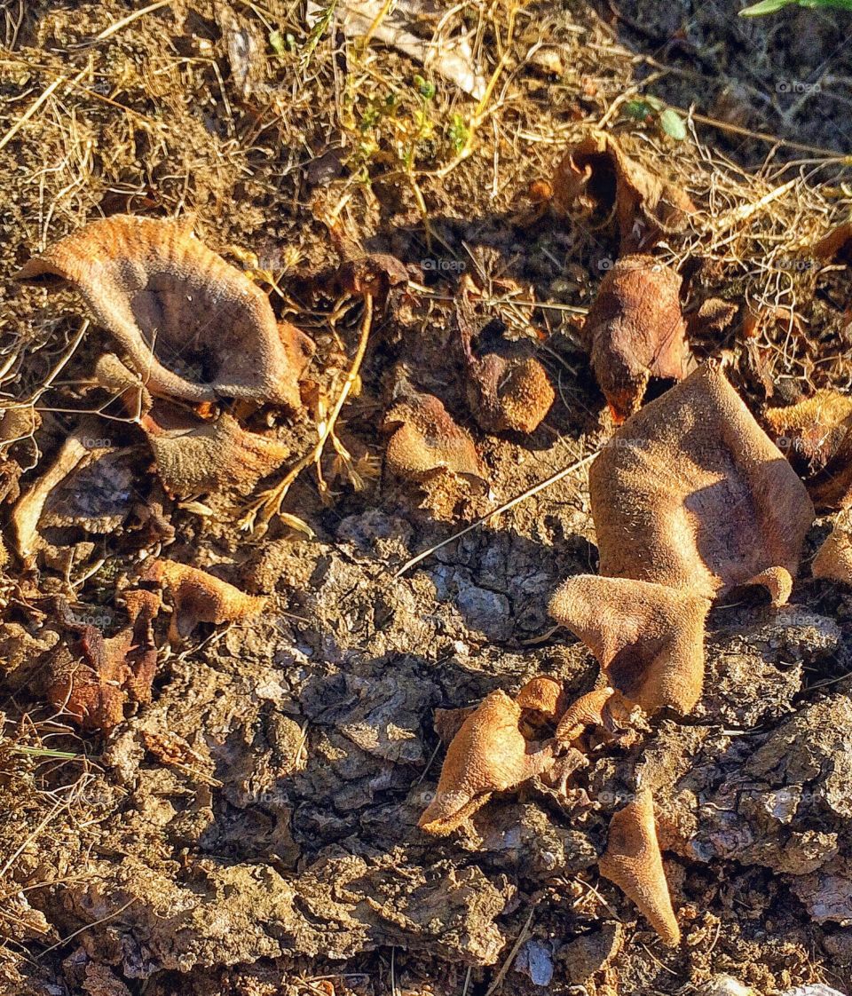 Just some fungus 