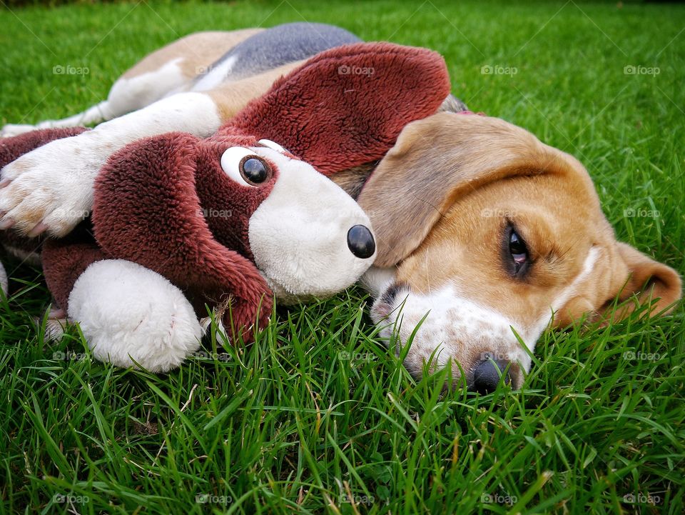 Lazy beagle