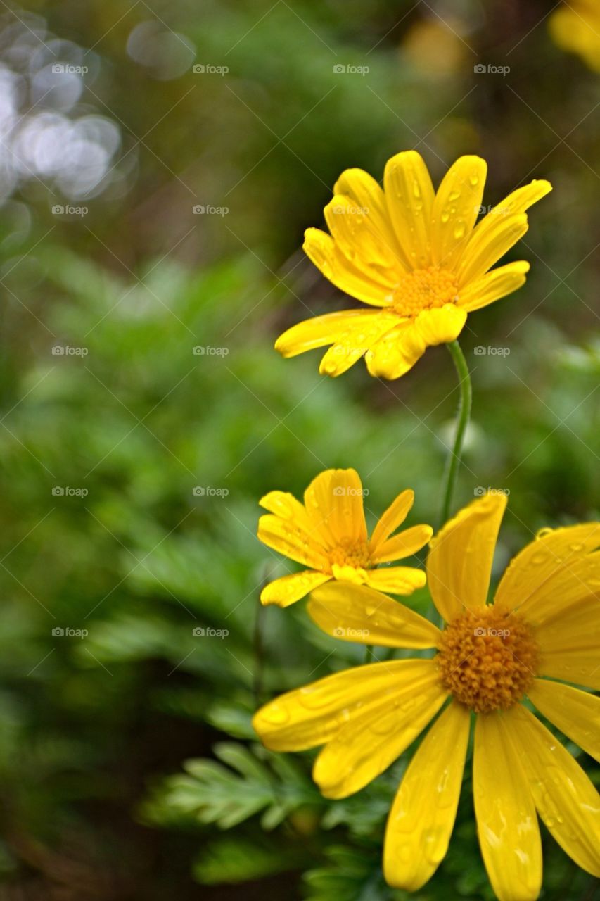 yellow Flower