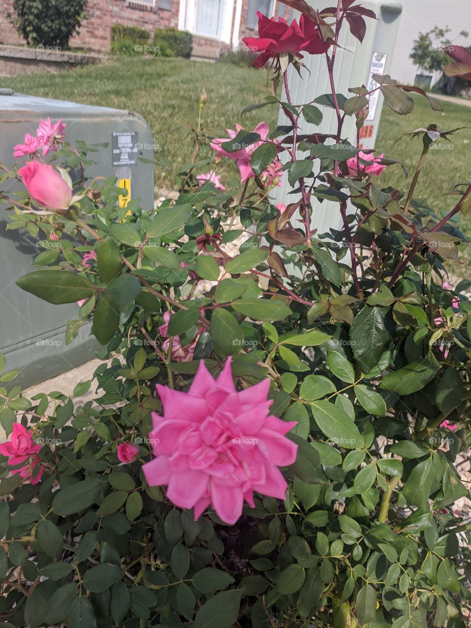 Nature is beautiful with colourful plants and flowers 🌸🌻