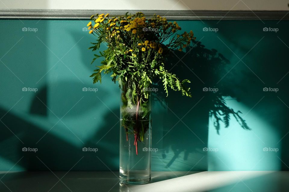 Vase with tansy in the rays of the sun against a green wall